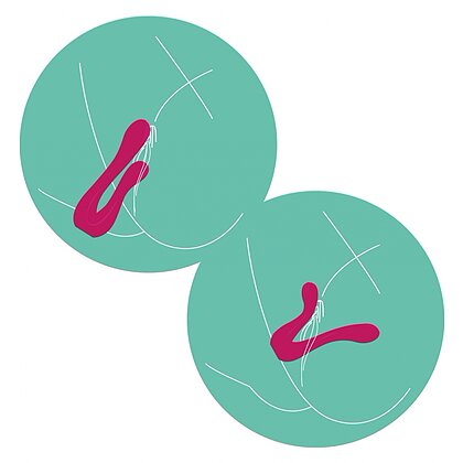 Sync Sensation – Vibrator Dublu, 2 Motoare, 7 Moduri Roz